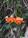 炮仗花