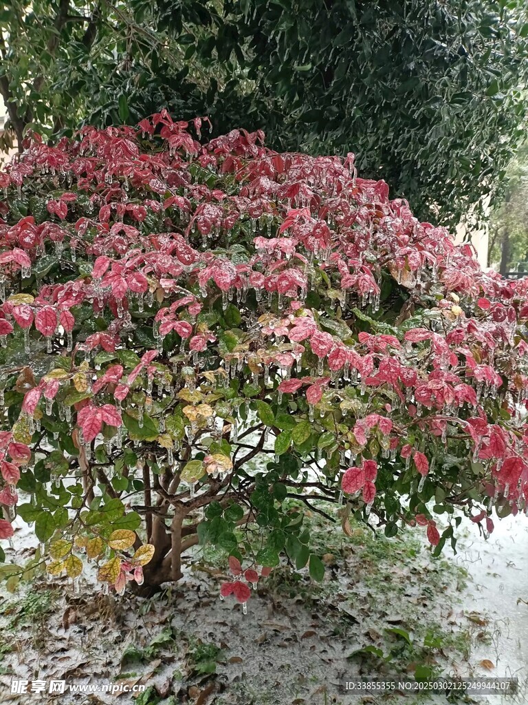 冻雨