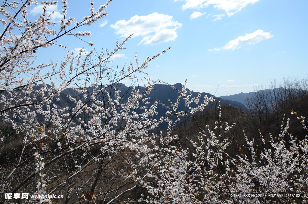 蓝天白云山花