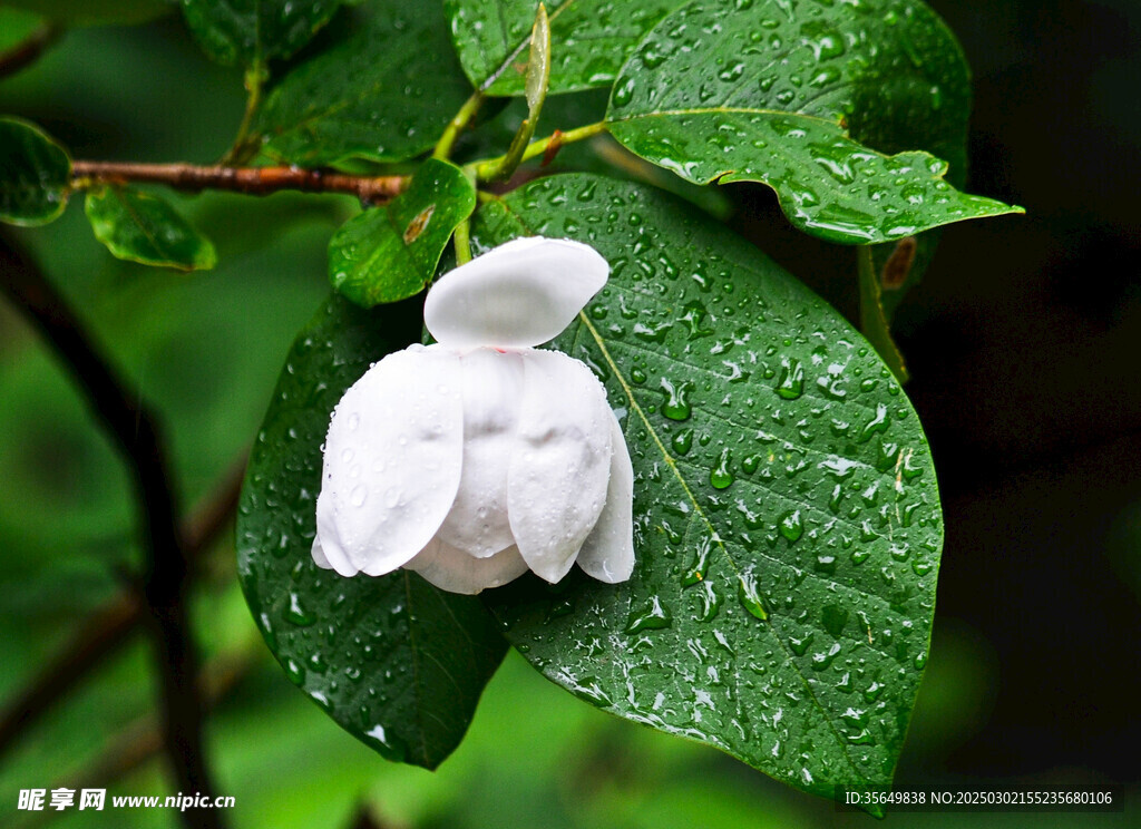 雨中天女花