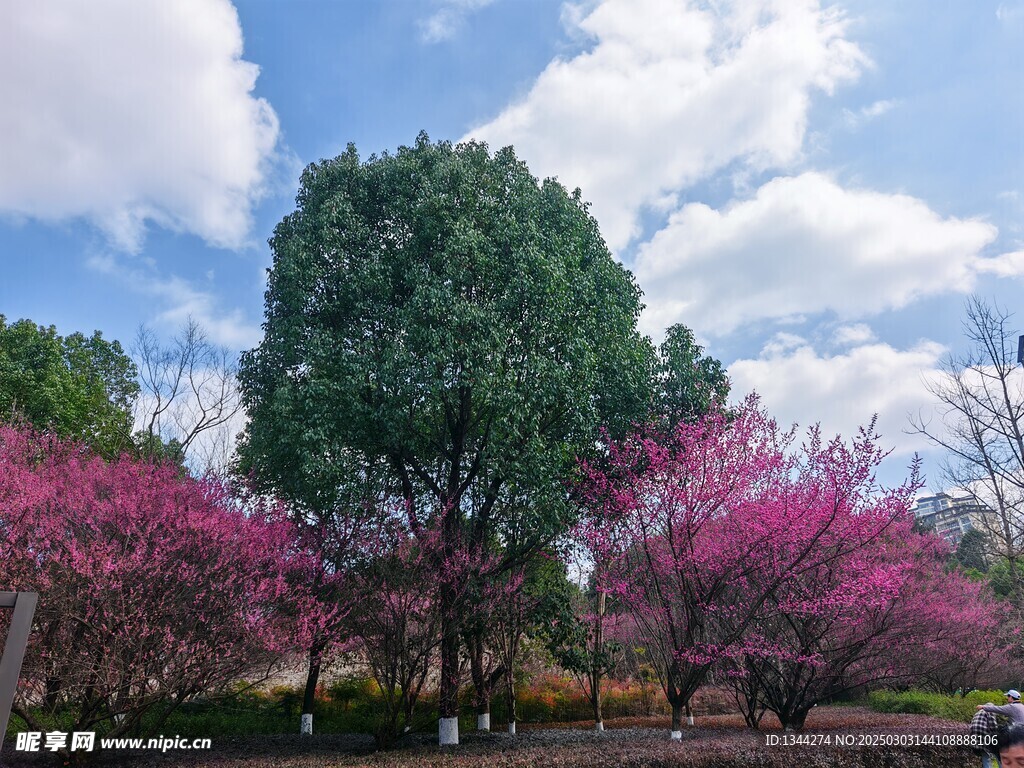 春天美景