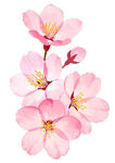 樱花png