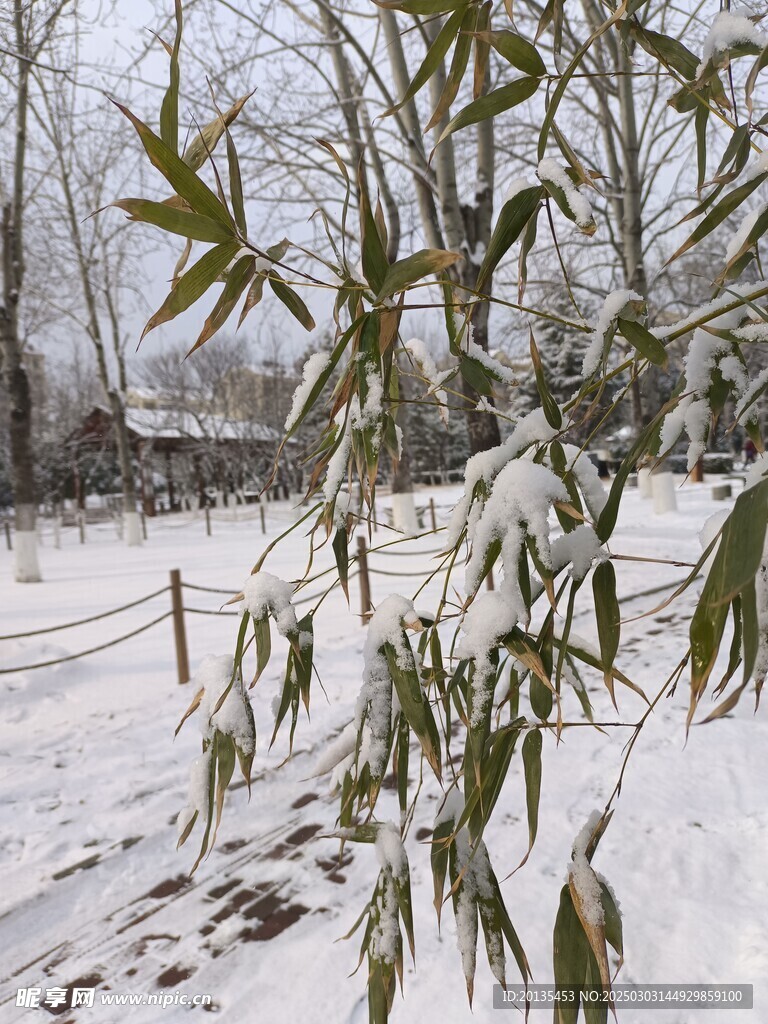 雪中翠竹