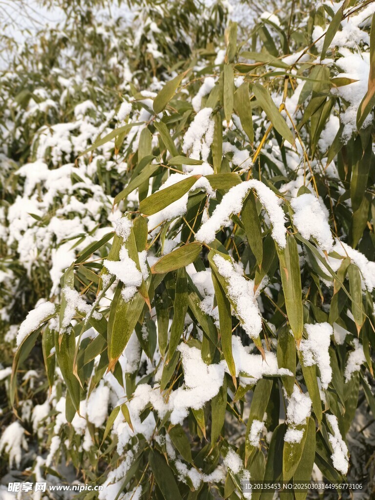 雪中翠竹