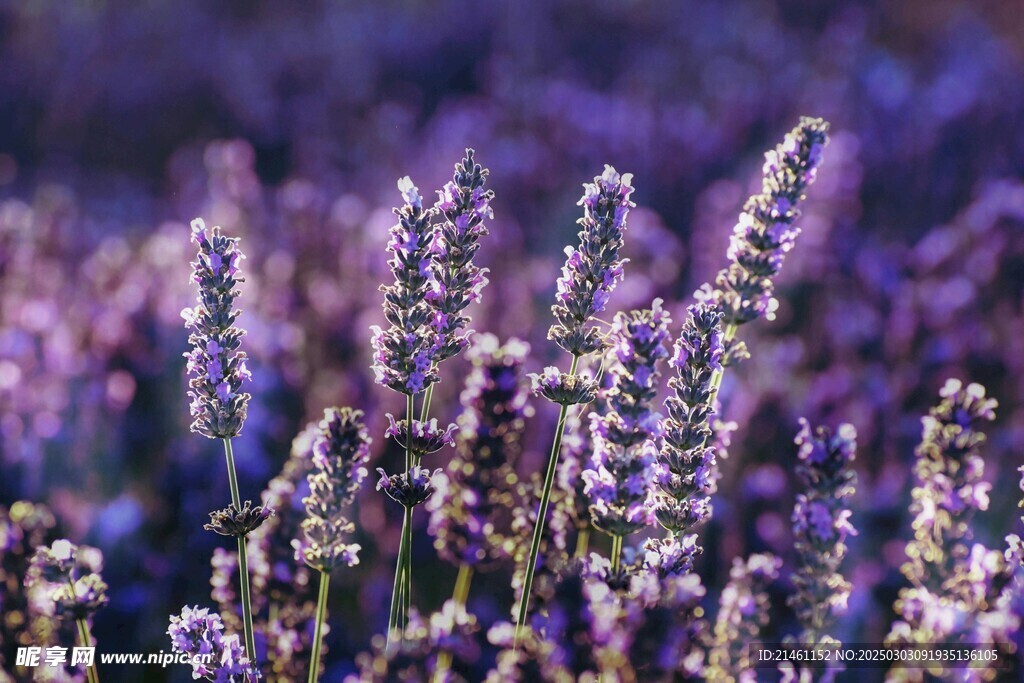 薰衣草