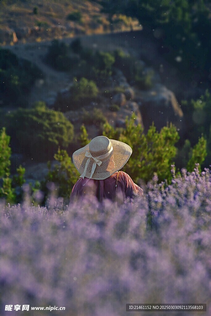 薰衣草