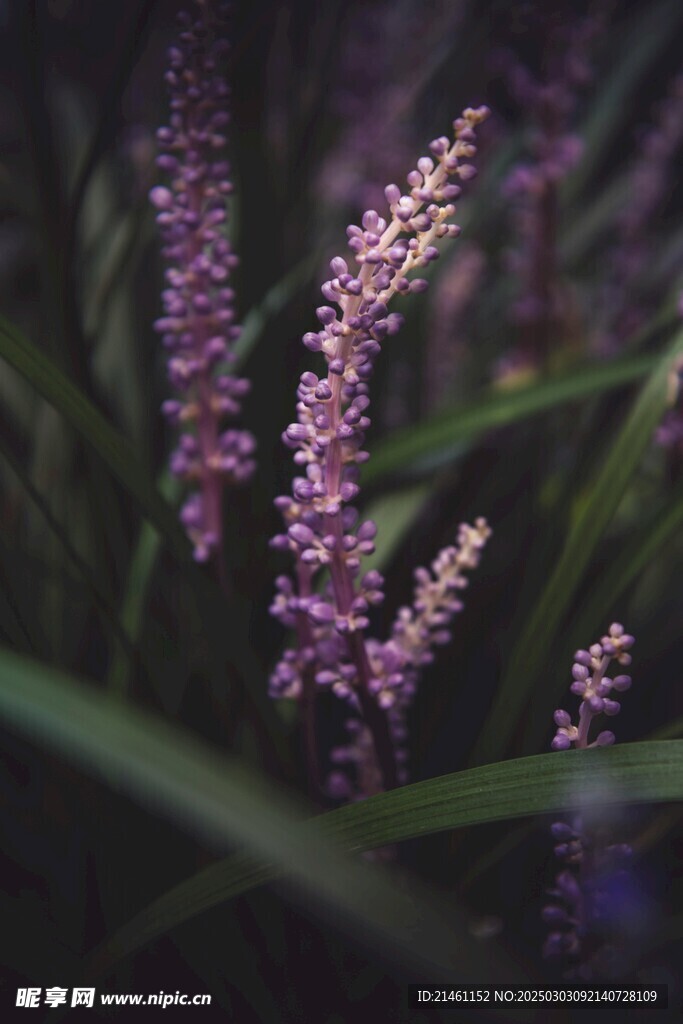 薰衣草