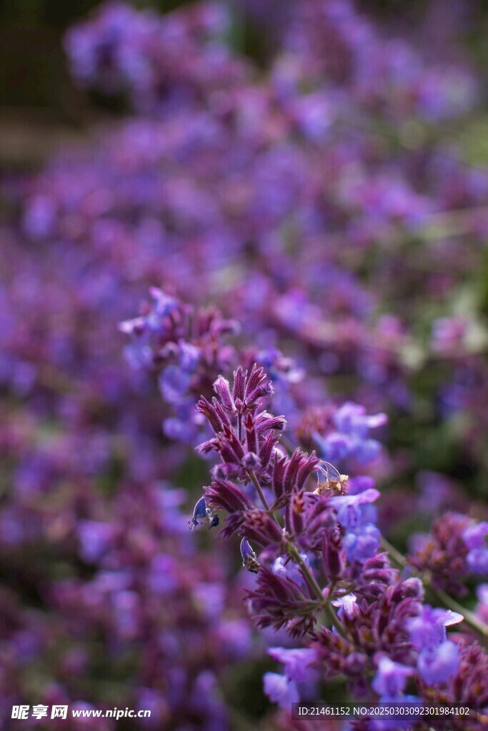 薰衣草
