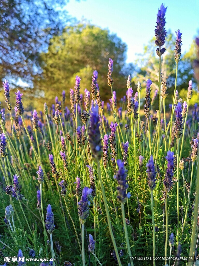 薰衣草