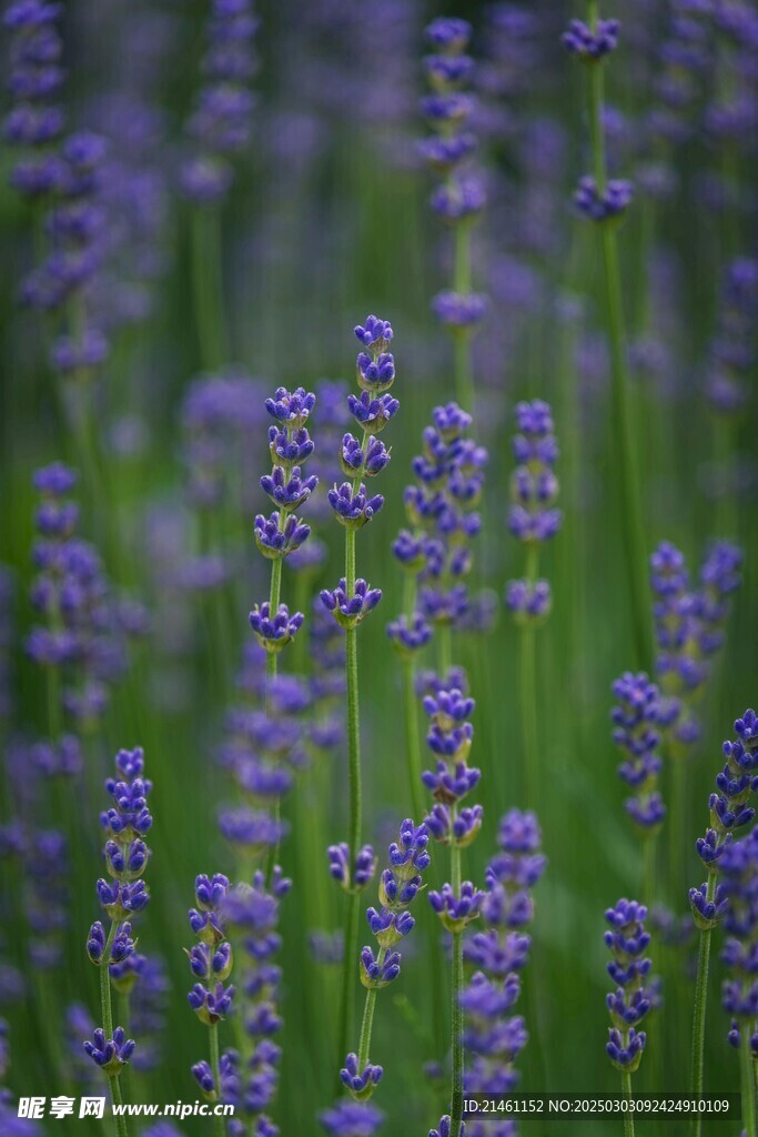 薰衣草