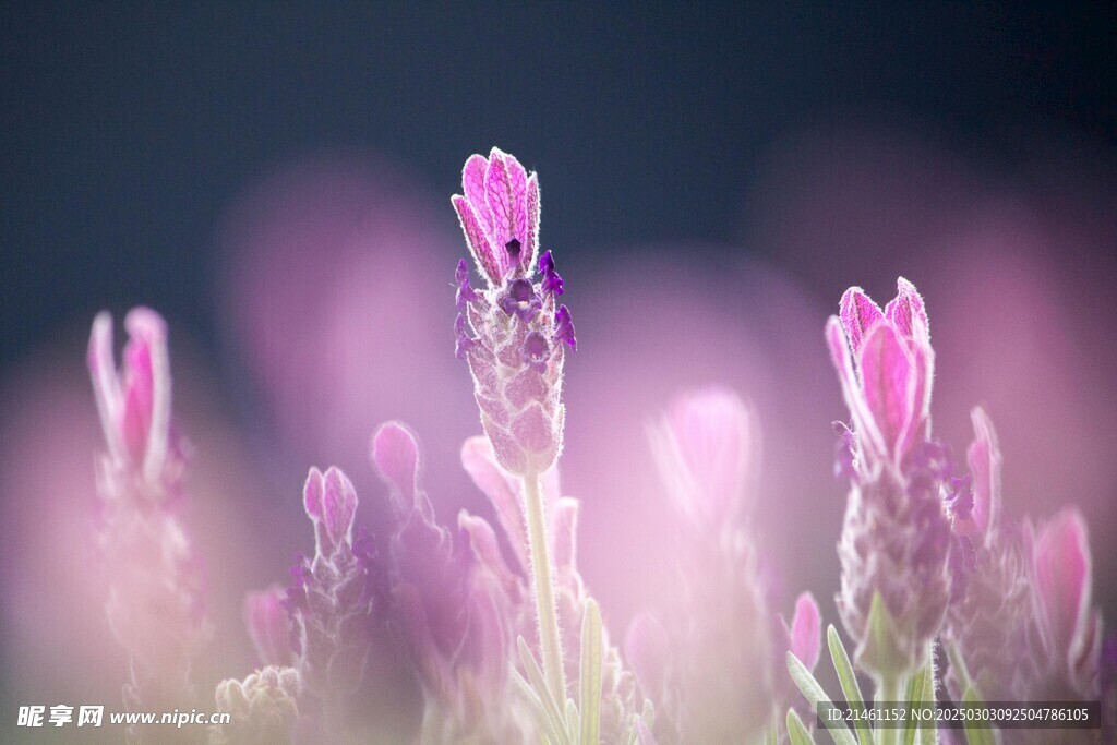 薰衣草