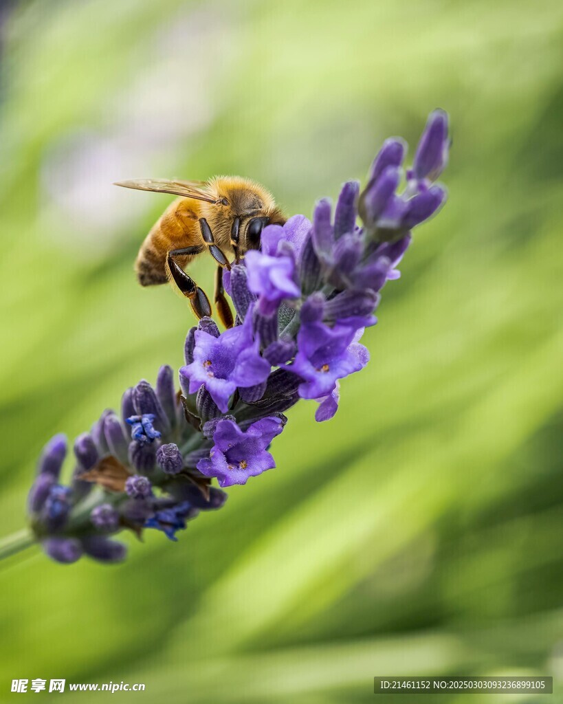 薰衣草