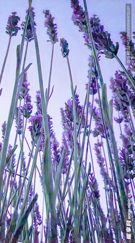 薰衣草