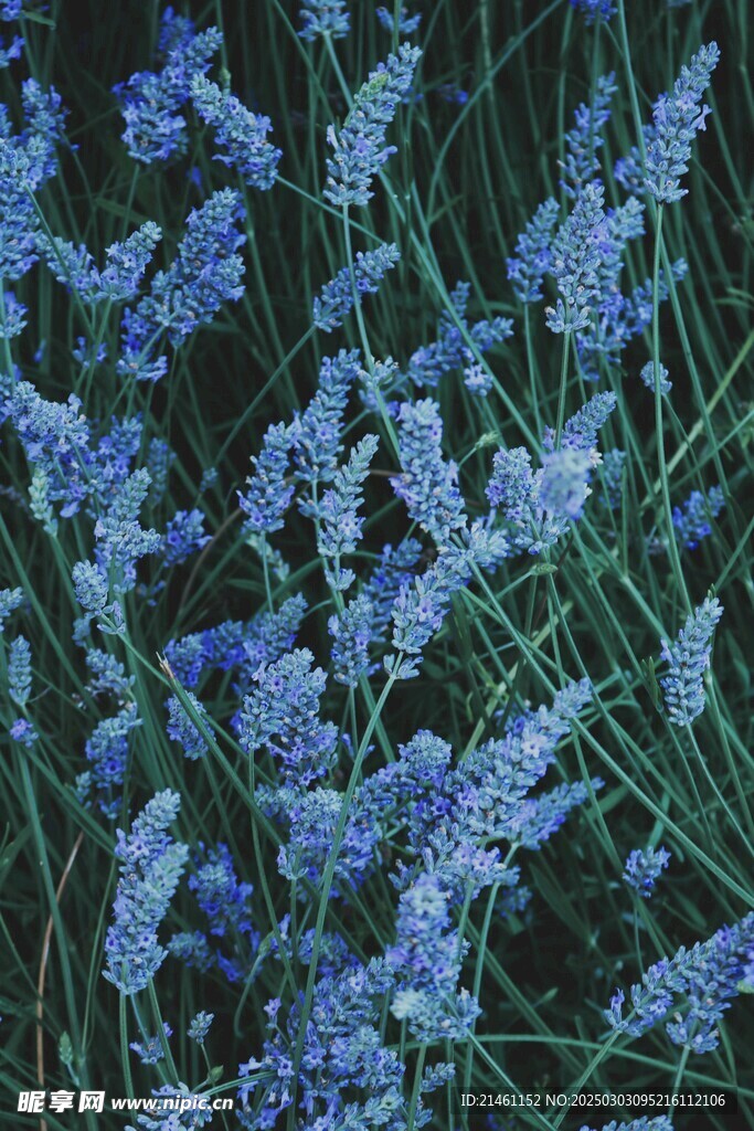 薰衣草