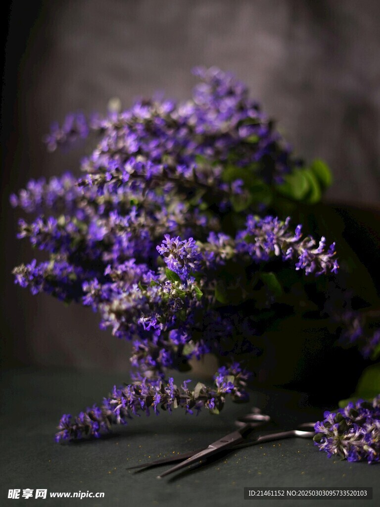 薰衣草