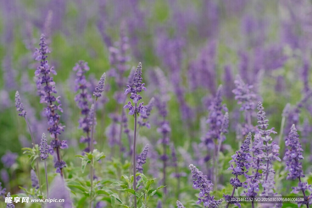 薰衣草