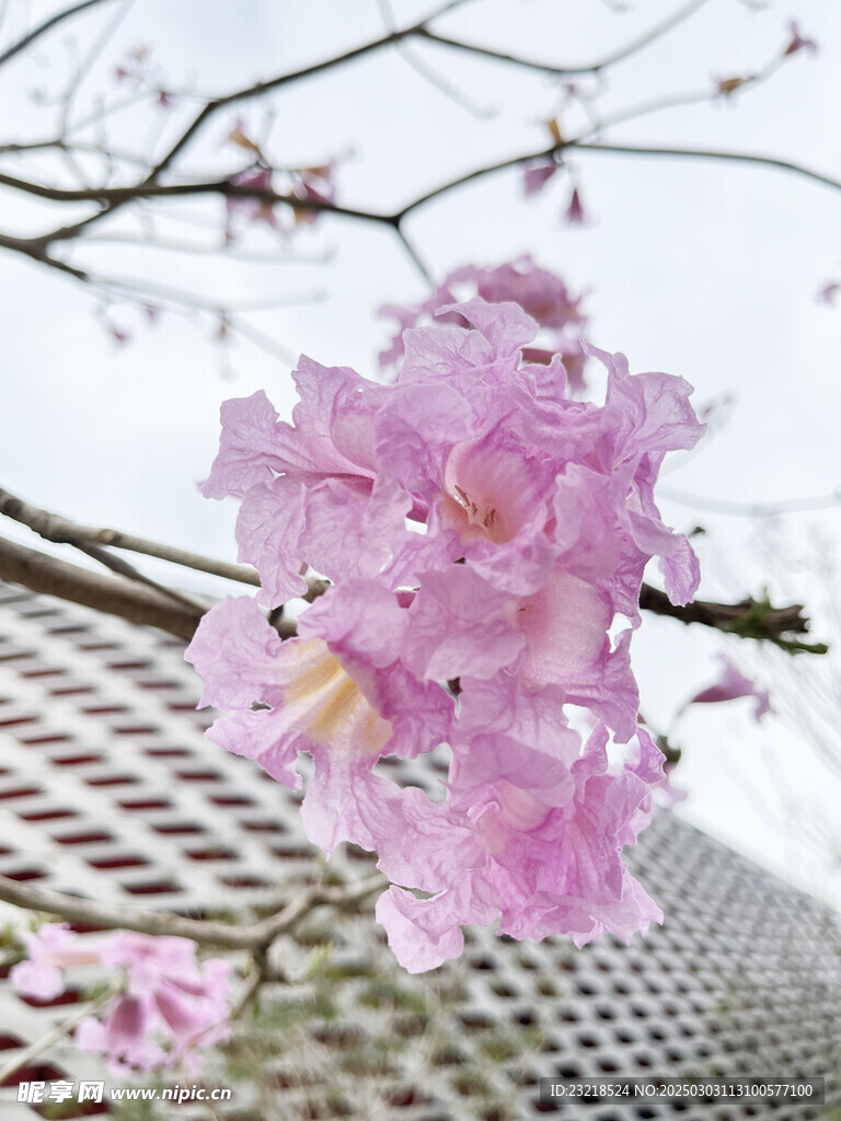 紫木风铃花