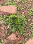 草药