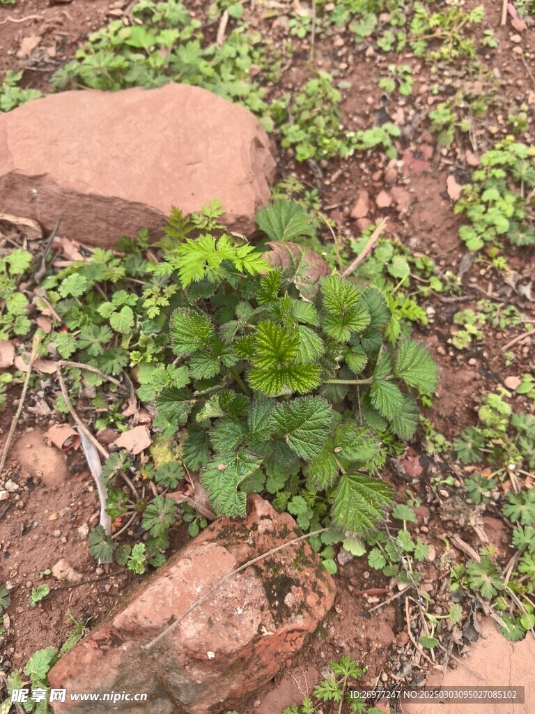 草药