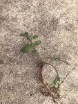  益母草 