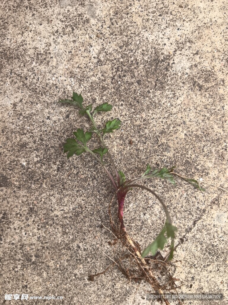  益母草 