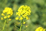 油菜花