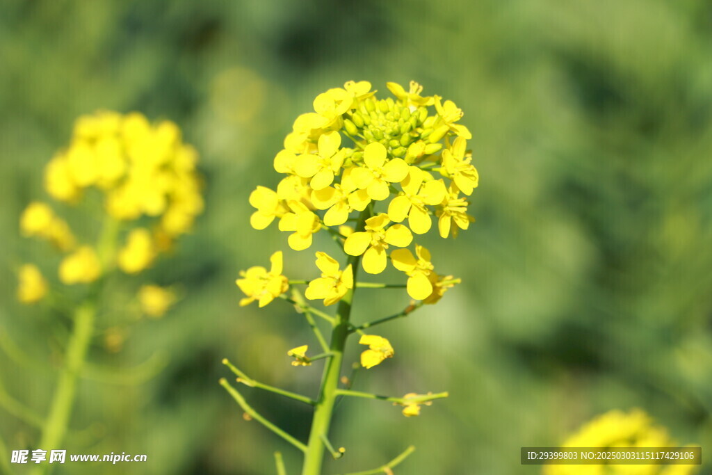 油菜花