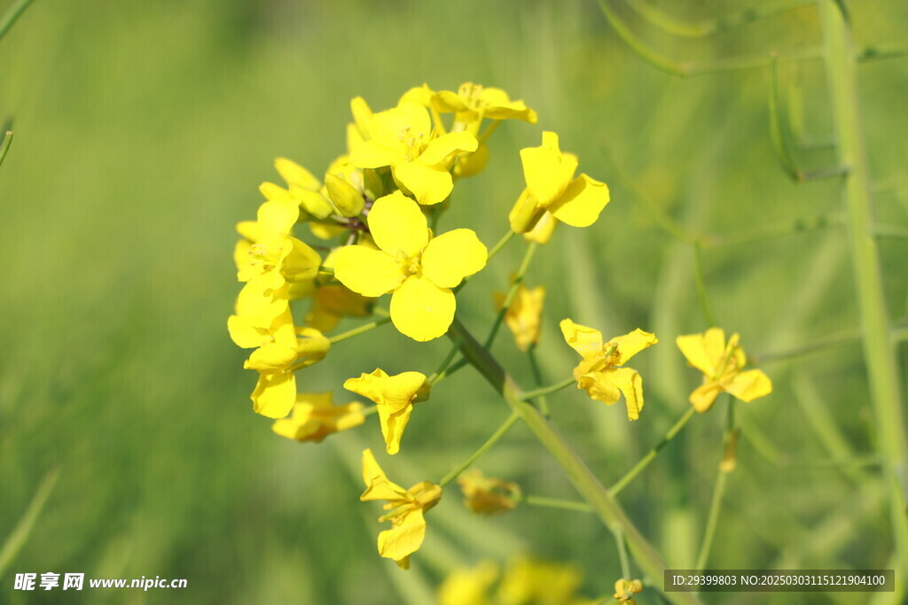 油菜花