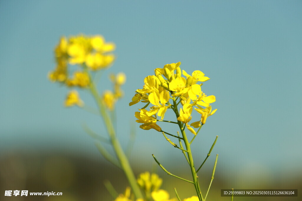 油菜花