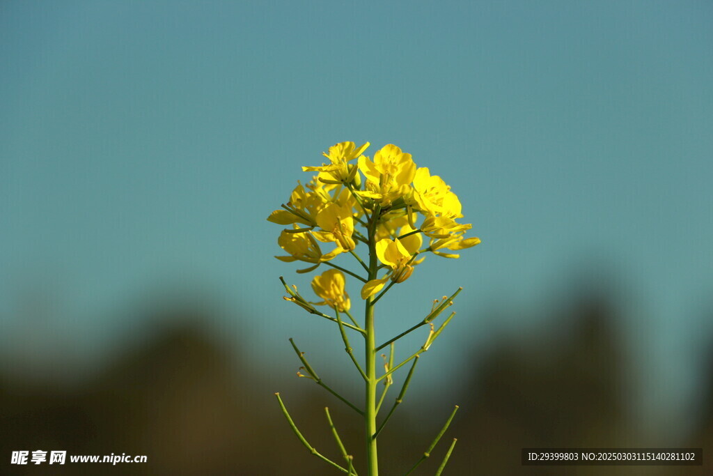 油菜花