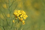 油菜花