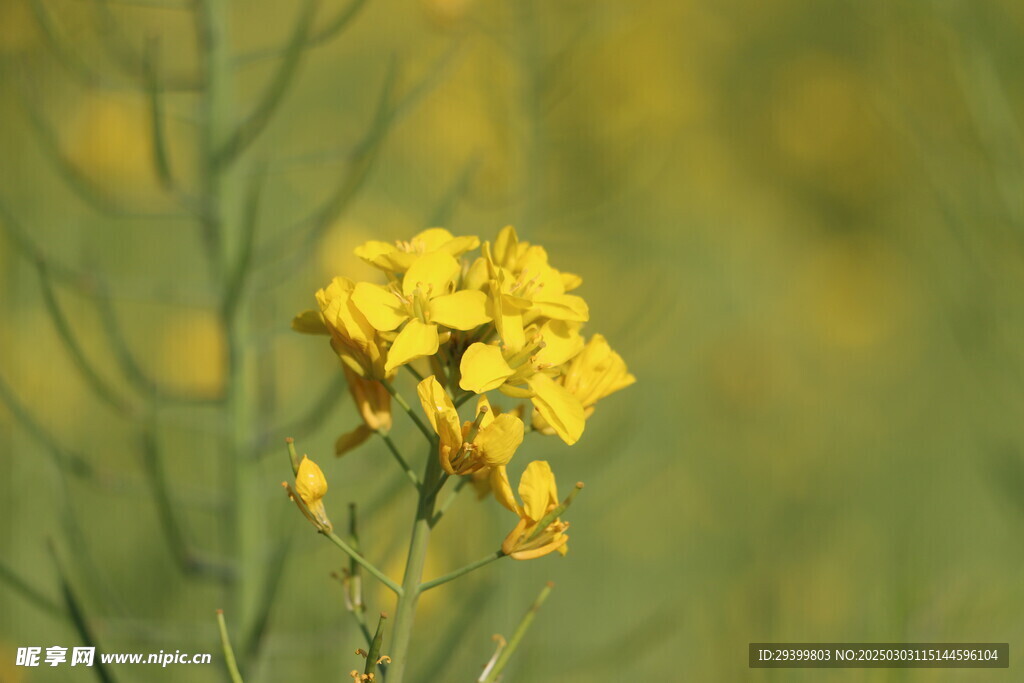 油菜花