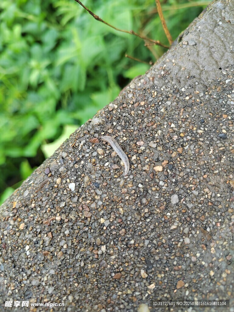 虫子
