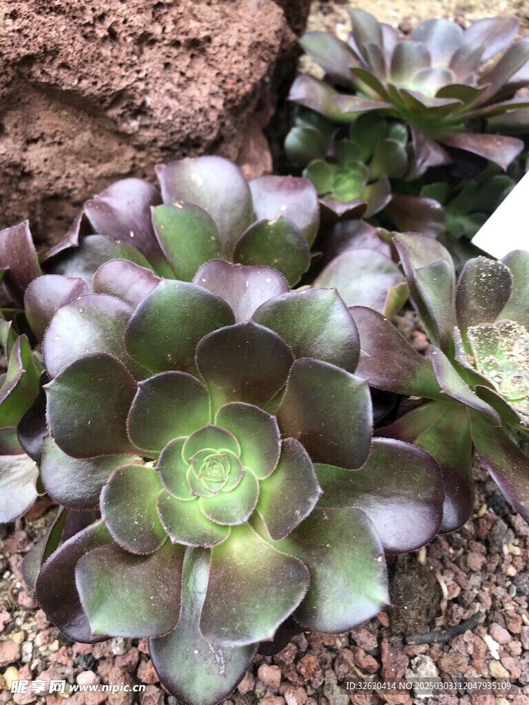 多肉