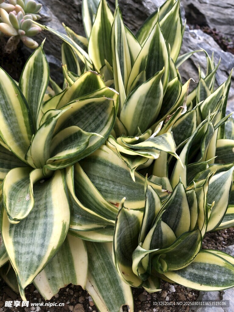 虎尾兰