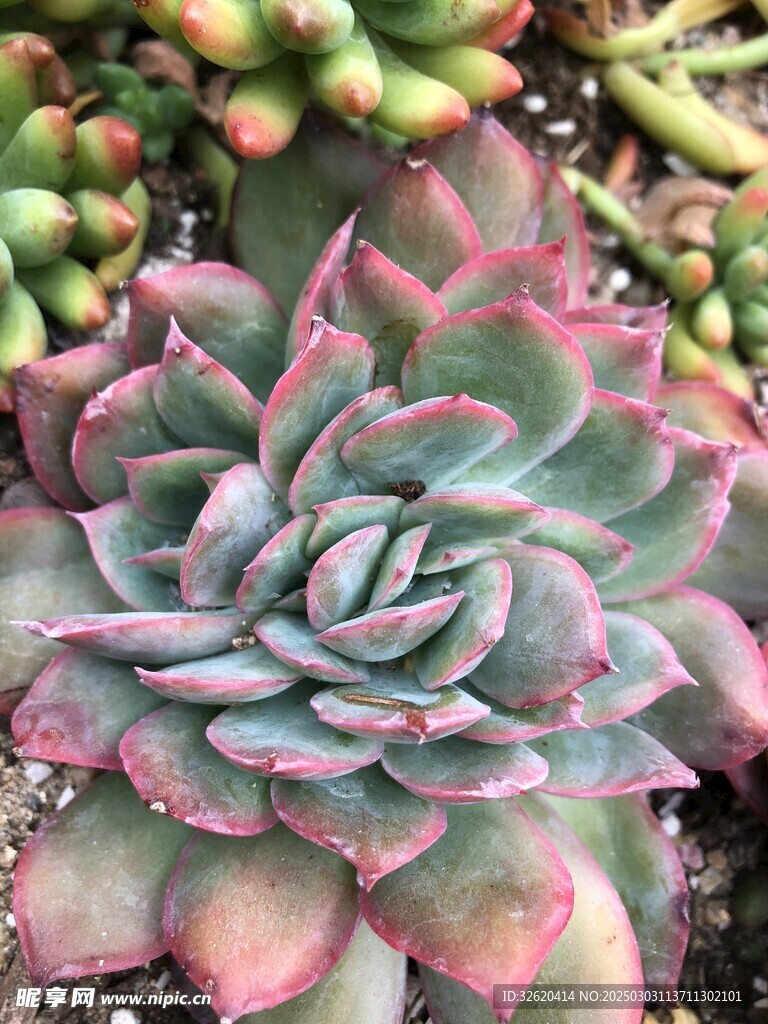 多肉