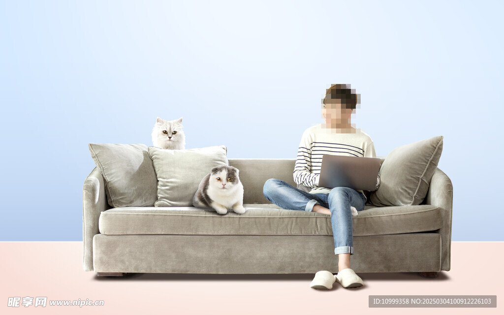 宠物猫海报