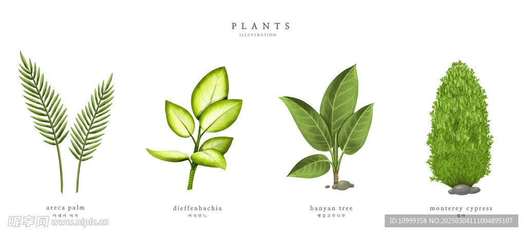 植物