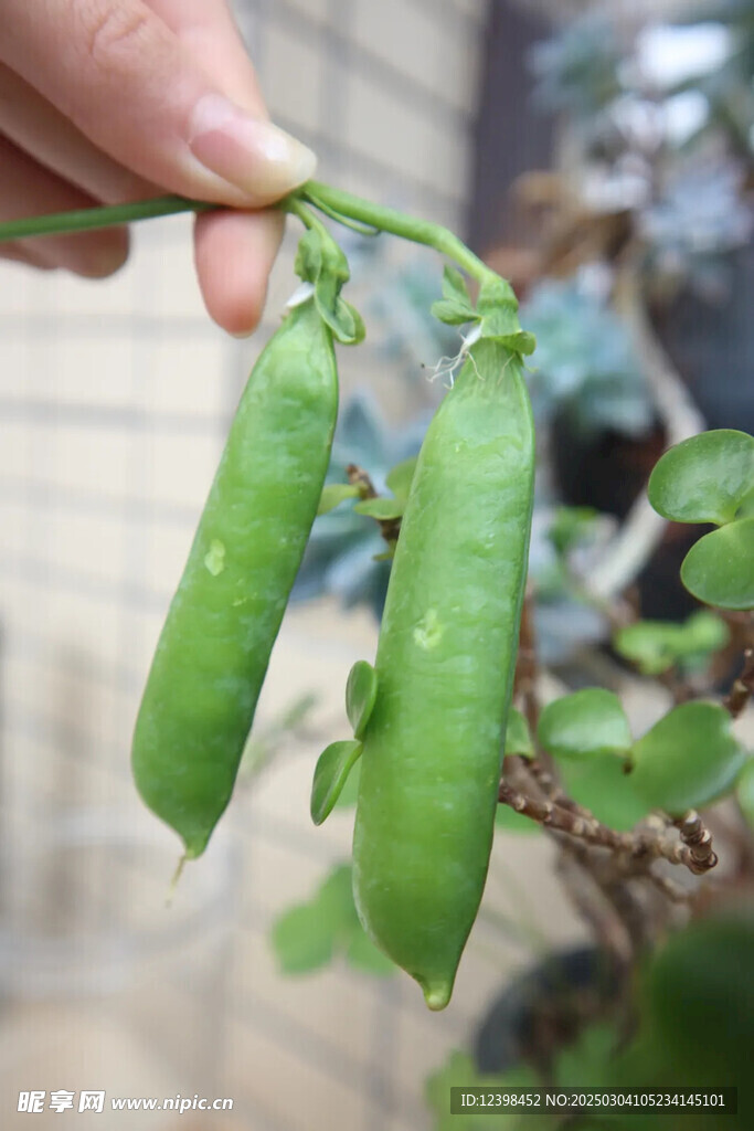 豌豆