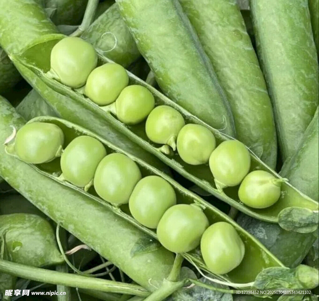 豌豆青豆
