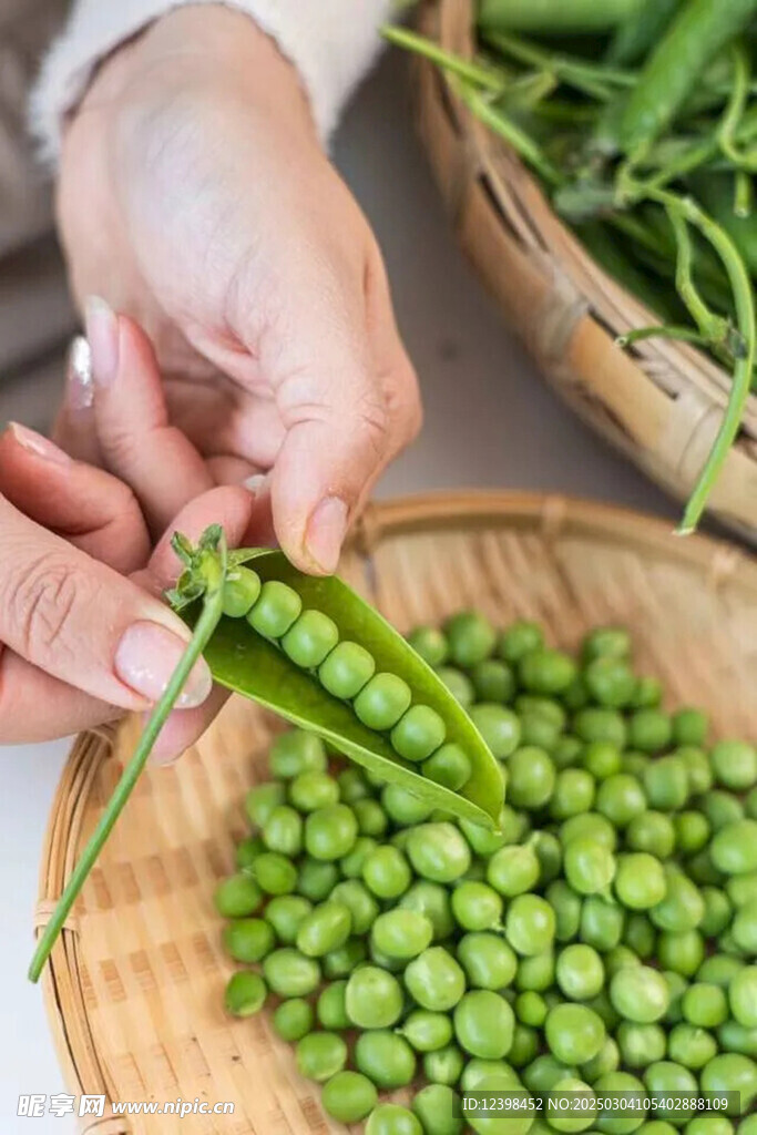 豌豆青豆