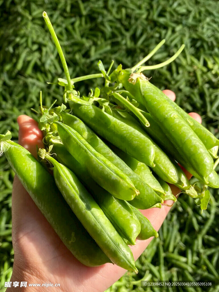 豌豆青豆