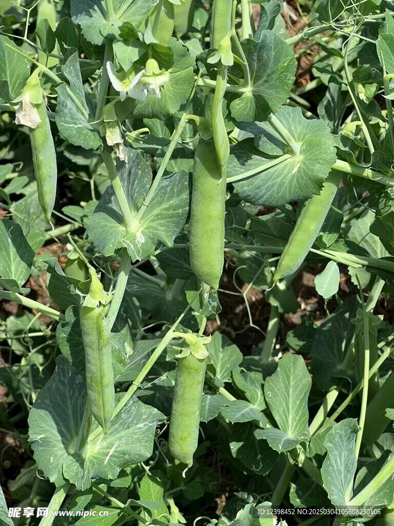 豌豆青豆
