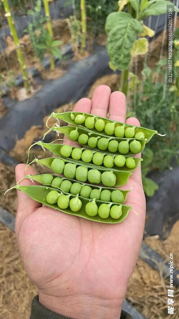 豌豆青豆