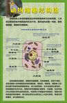 动物细胞