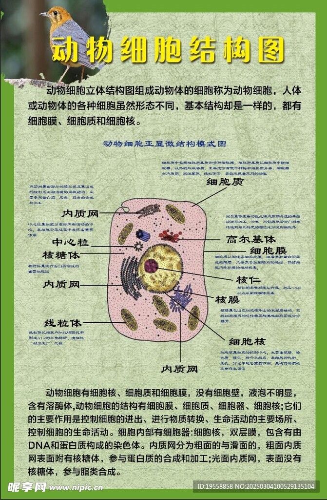 动物细胞