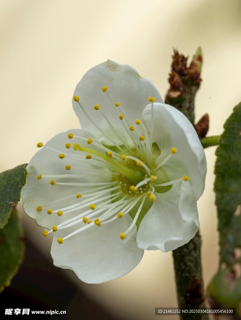 梅花