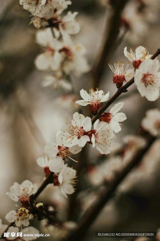 梅花