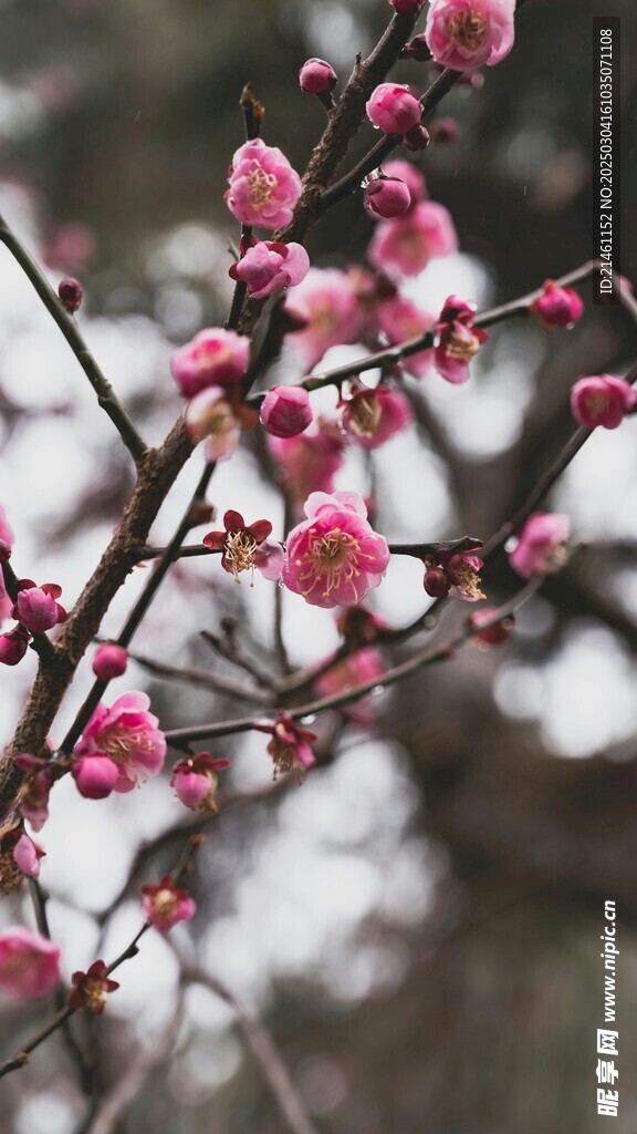 梅花