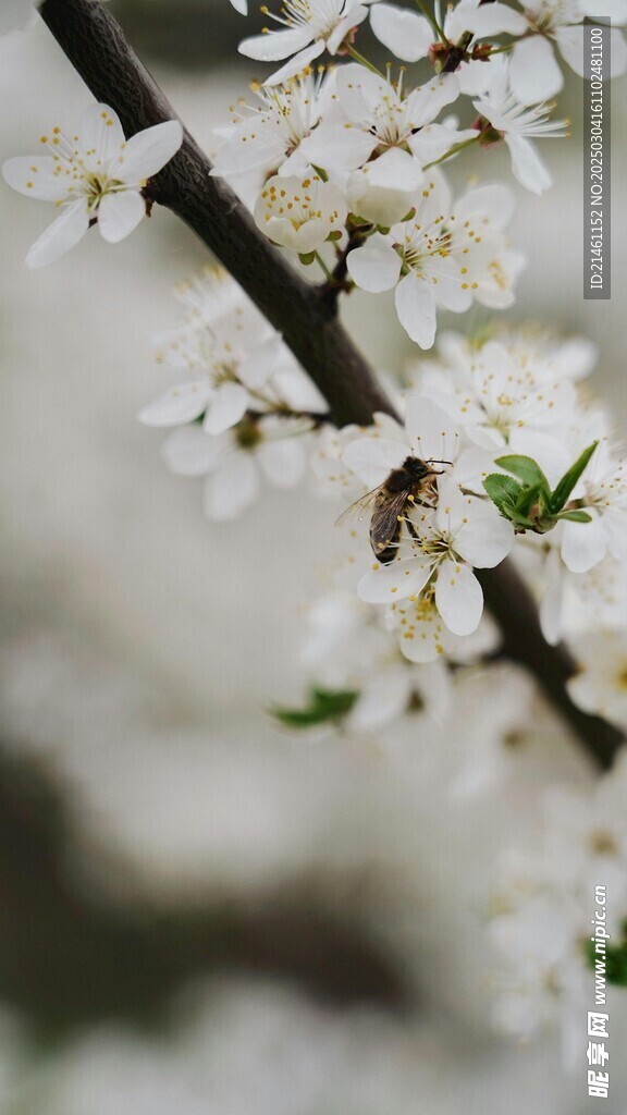 梅花
